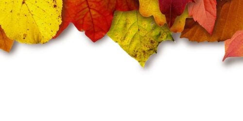 leaves-colorful-color-yellow-64732