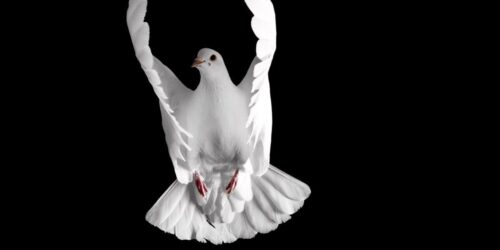 white dove flying on a black background