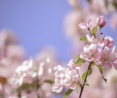 blossoms_22187bc